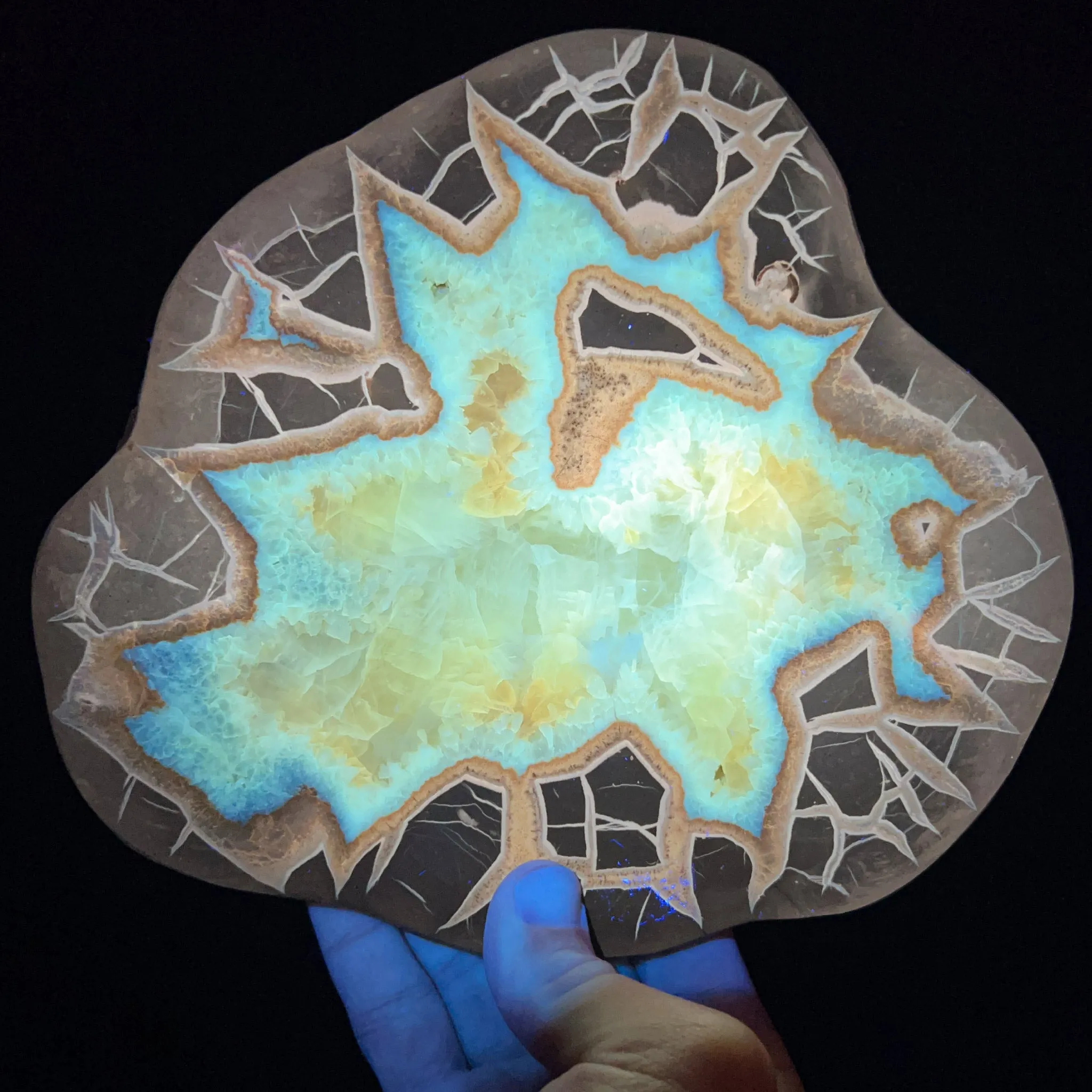 Golden Calcite Septarian Concretion Slice