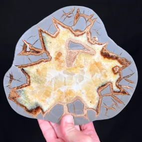 Golden Calcite Septarian Concretion Slice